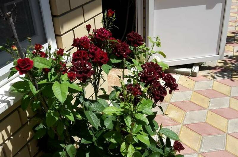 Изображение Изображение гостиницы &quot;Гостевой дом «Наташа»&quot; #3 #1