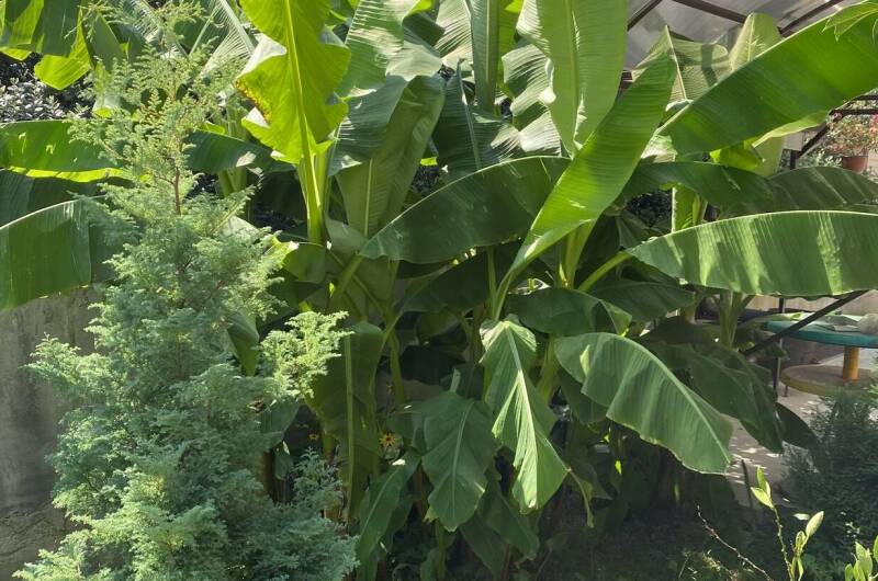 Изображение Изображение гостиницы &quot;Гостевой дом «Ариадна»&quot; #7 #5