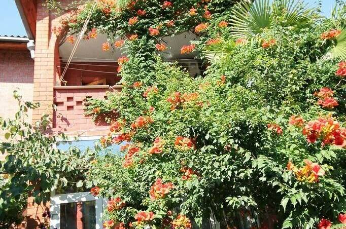 Изображение Изображение гостиницы &quot;Гостевой дом «У тети Вали»&quot; #4 #2