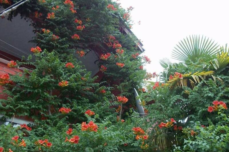 Изображение Изображение гостиницы &quot;Гостевой дом «У тети Вали»&quot; #9 #7