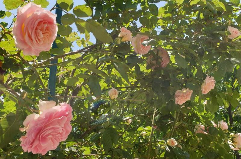 Изображение Изображение гостиницы &quot;Гостевой дом «Райский уголок»&quot; #3 #1