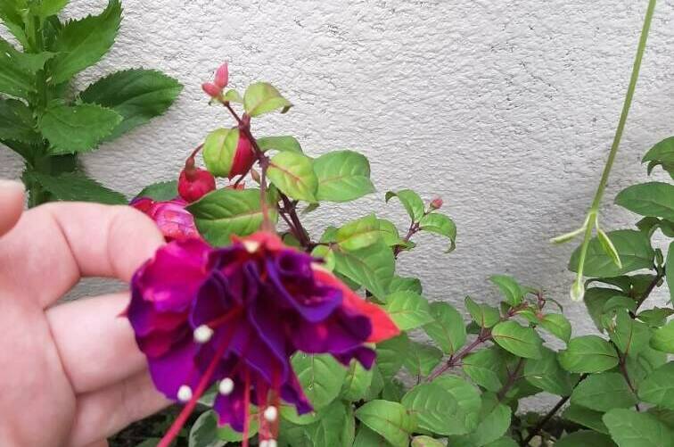 Изображение Изображение гостиницы &quot;Гостевой дом «Зеленая горка»&quot; #4 #2