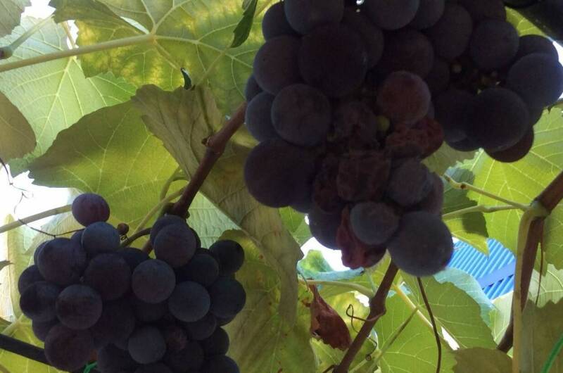 Изображение Изображение гостиницы &quot;Гостиница «Светлая»&quot; #8 #6