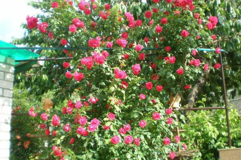 Изображение Изображение гостиницы &quot;Гостевой дом «Уютный дворик»&quot; #10 #8