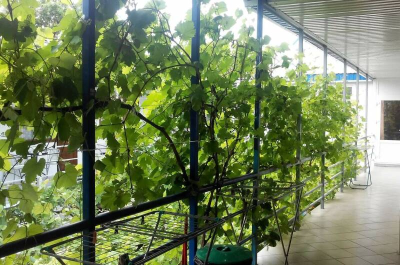 Изображение Изображение гостиницы &quot;Частный сектор на Самбурова 189а&quot; #6 #4