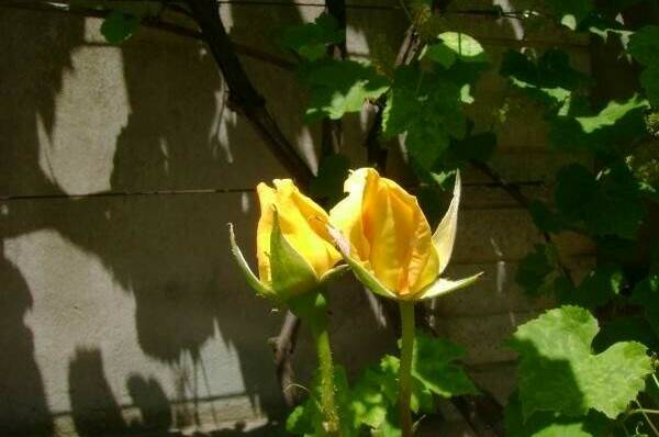 Изображение Изображение гостиницы &quot;Мини-отель «Итинисан» (1 2 3)&quot; #5 #3