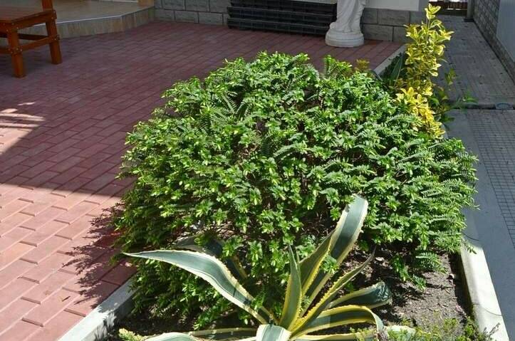 Изображение Изображение гостиницы &quot;Мини-отель «Итинисан» (1 2 3)&quot; #6 #4