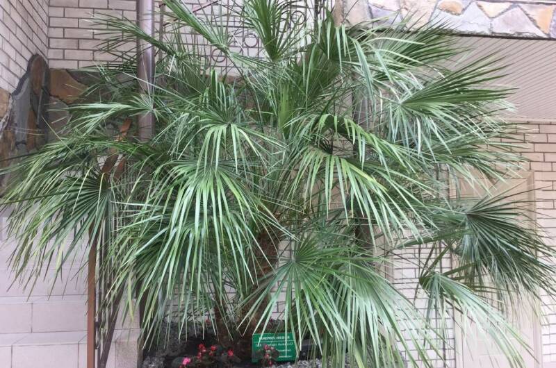 Изображение Изображение гостиницы &quot;Гостевой дом «Аркадия»&quot; #11 #9