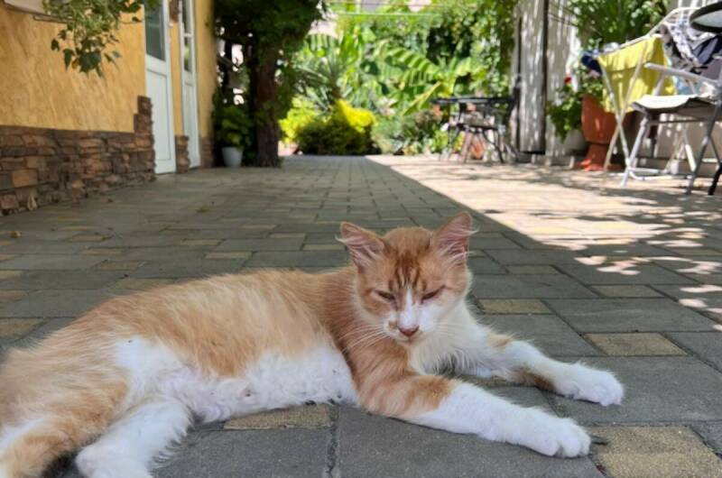 Изображение Изображение гостиницы &quot;Гостевой дом «Свит»&quot; #3 #1