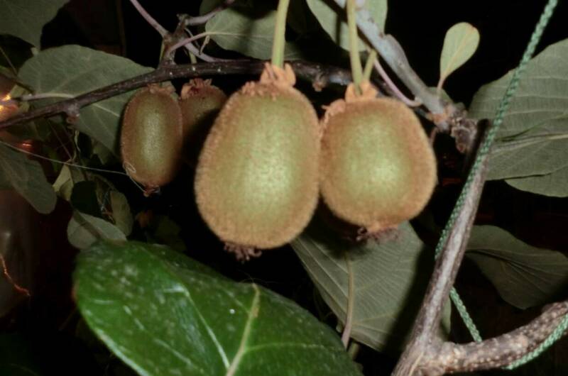 Изображение Изображение гостиницы &quot;Частный сектор на Лазарева&quot; #9 #7