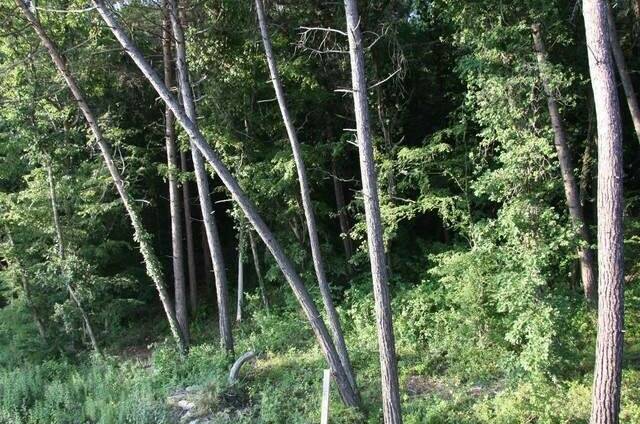 Изображение Изображение гостиницы &quot;Частный дом «Сосновый Бор»&quot; #3 #1