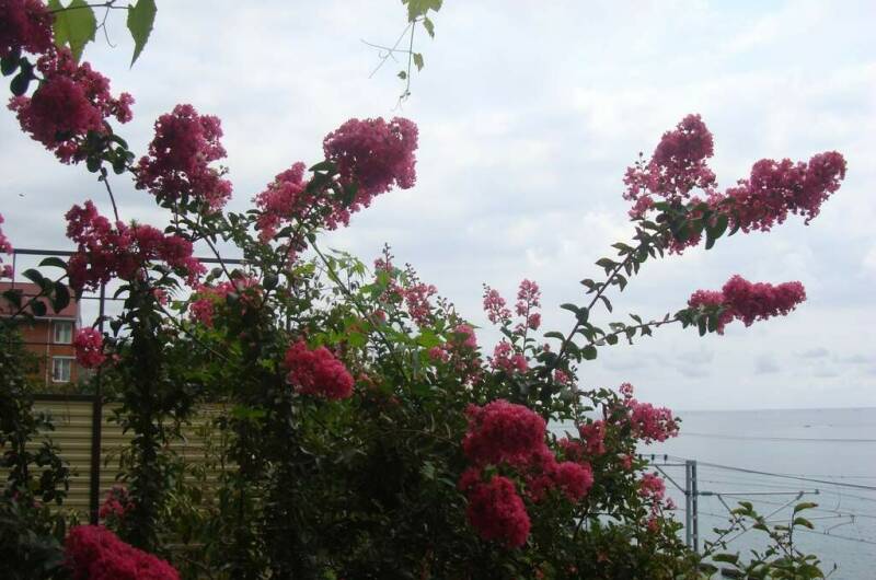 Изображение Изображение гостиницы &quot;Гостевой дом «Мистраль»&quot; #9 #7