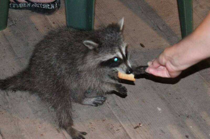 Изображение Изображение гостиницы &quot;Частный сектор «Дубрава»&quot; #8 #6