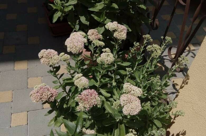 Изображение Изображение гостиницы &quot;Частный сектор «Людмила» на Тонком мысе&quot; #5 #3