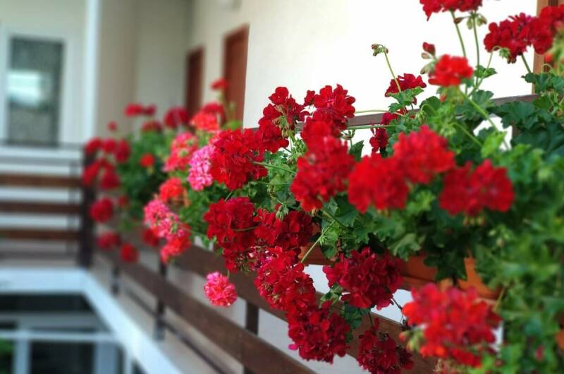 Изображение Изображение гостиницы &quot;Гостевой дом «Аир»&quot; #11 #9