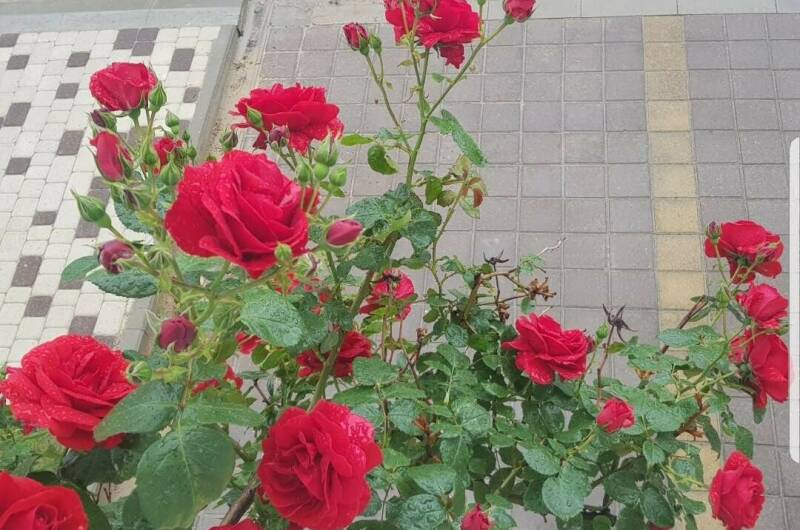 Изображение Изображение гостиницы &quot;Гостевой дом «Весёлый Рапан»&quot; #10 #8