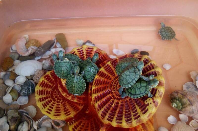 Изображение Изображение гостиницы &quot;Отель «Арго»&quot; #3 #1