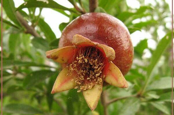 Изображение Изображение гостиницы &quot;Отель «Арго»&quot; #5 #3