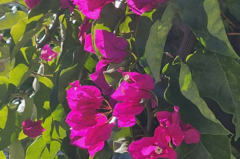 Изображение Изображение гостиницы &quot;Мини-отель «Лимончелло»&quot; #8 #6