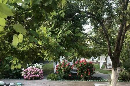 Изображение Изображение гостиницы &quot;Гостевой дом «У Тюльпанового дерева»&quot; #3 #1