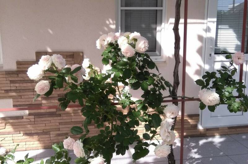 Изображение Изображение гостиницы &quot;Гостевой дом «Светлана»&quot; #7 #5