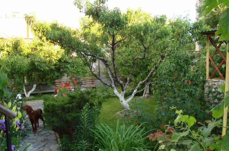 Изображение Изображение гостиницы &quot;Гостевой дом «Незабудка»&quot; #4 #2