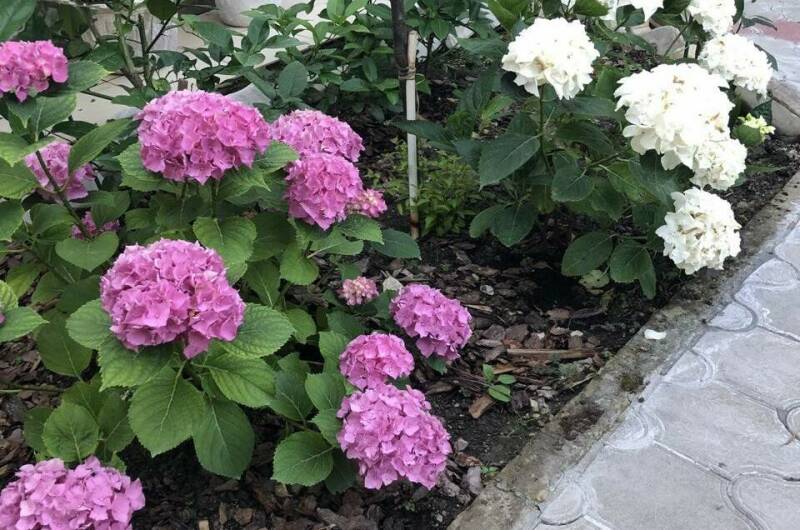 Изображение Изображение гостиницы &quot;Гостевой дом «Бамбуковый рай»&quot; #5 #3