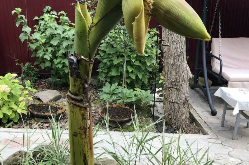 Изображение Изображение гостиницы &quot;Гостевой дом «Бамбуковый рай»&quot; #10 #8