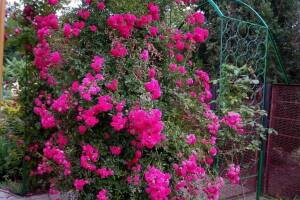 Изображение отеля / гостиницы "Частный дом «Вита»"