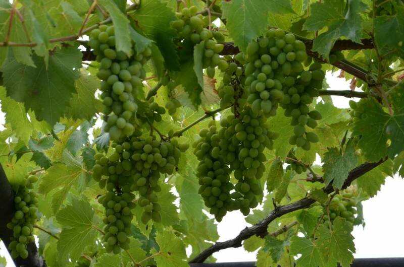 Изображение Изображение гостиницы &quot;Частный дом «Вита»&quot; #4 #2