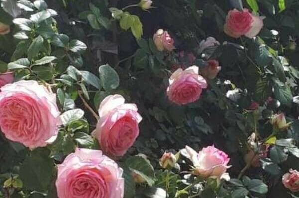 Изображение Изображение гостиницы &quot;Частное домовладение на Протапова&quot; #10 #8