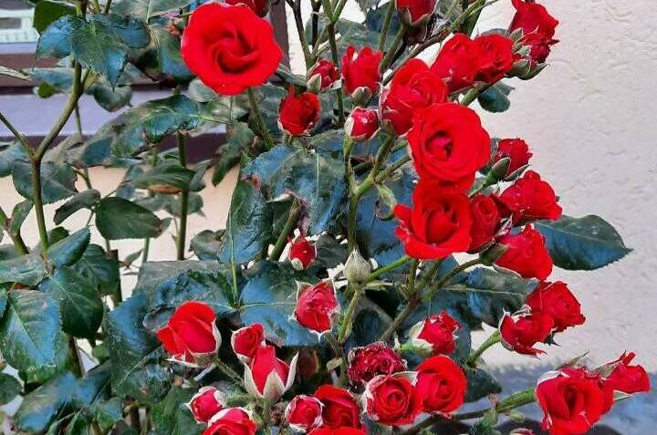 Изображение Изображение гостиницы &quot;Гостевой дом «Оазис»&quot; #5 #3