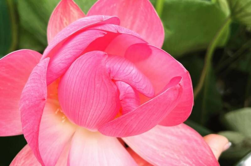 Изображение Изображение гостиницы &quot;Частный сектор «Ирис»&quot; #6 #4