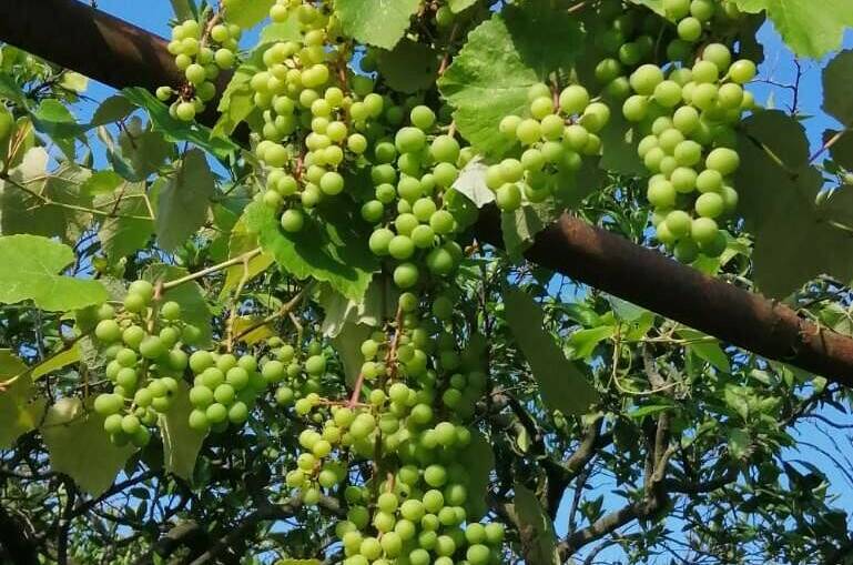 Изображение Изображение гостиницы &quot;Гостевой дом «U Vili»&quot; #4 #2