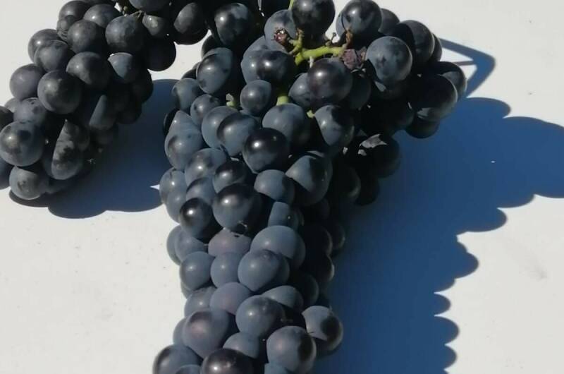 Изображение Изображение гостиницы &quot;Гостевой дом «U Vili»&quot; #8 #6