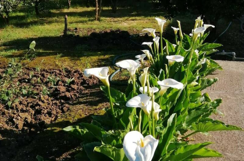 Изображение Изображение гостиницы &quot;Гостевой дом «U Vili»&quot; #9 #7