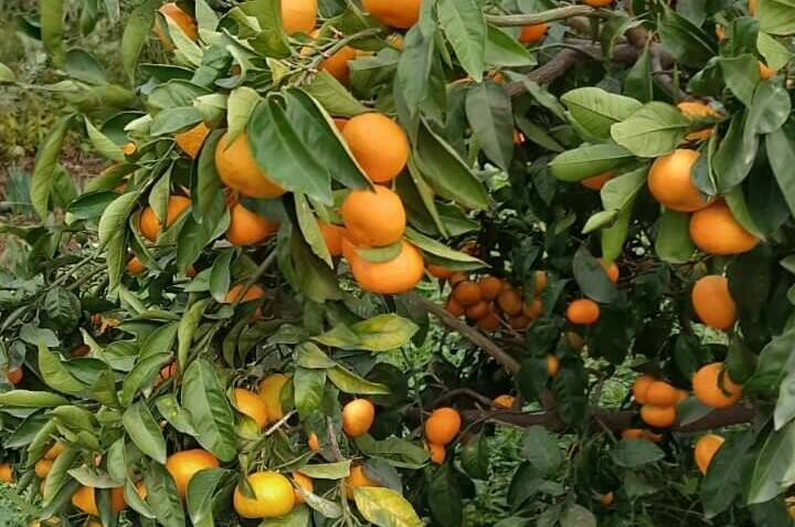 Изображение Изображение гостиницы &quot;Гостевой дом «U Vili»&quot; #10 #8