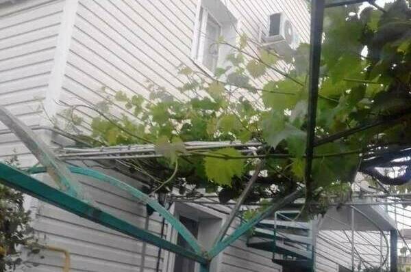 Изображение Изображение гостиницы &quot;Гостевой дом «Аркадия»&quot; #9 #7