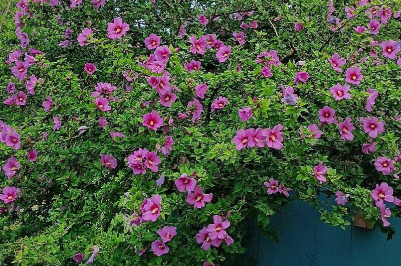 Изображение Изображение гостиницы &quot;Гостевой дом «Диана»&quot; #8 #6