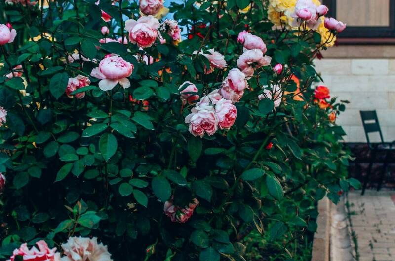 Изображение Изображение гостиницы &quot;Гостевой дом «ALTA eco Villa»&quot; #3 #1