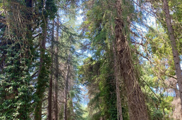 Изображение Изображение гостиницы &quot;Park-hotel «Kedr»&quot; #8 #6