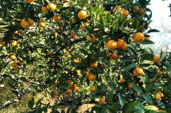 Изображение Изображение гостиницы &quot;Гостевой дом «Анюта»&quot; #7 #5