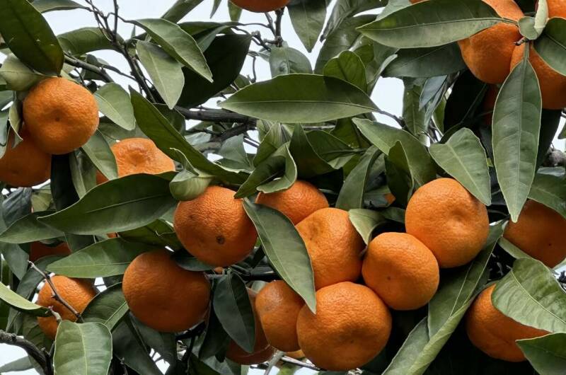 Изображение Изображение гостиницы &quot;Вилла «Эдельвейс»&quot; #10 #8