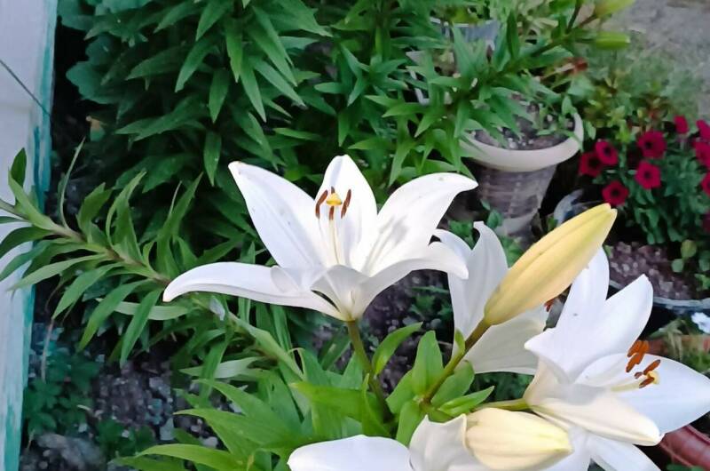 Изображение Изображение гостиницы &quot;Гостевой дом «Диана»&quot; #11 #9