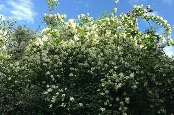 Изображение Изображение гостиницы &quot;Гостевой дом «Диана»&quot; #9 #7