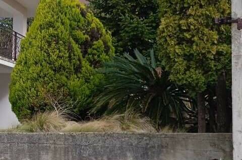 Изображение Изображение гостиницы &quot;Гостевой дом «Тропиканка»&quot; #5 #3