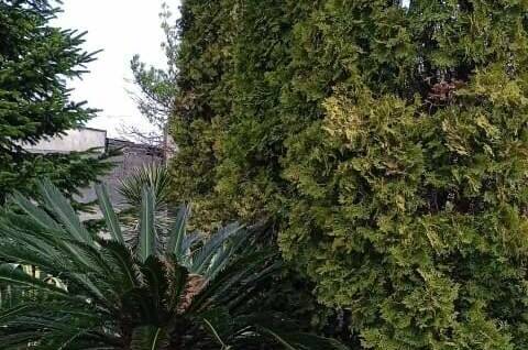 Изображение Изображение гостиницы &quot;Гостевой дом «Тропиканка»&quot; #9 #7