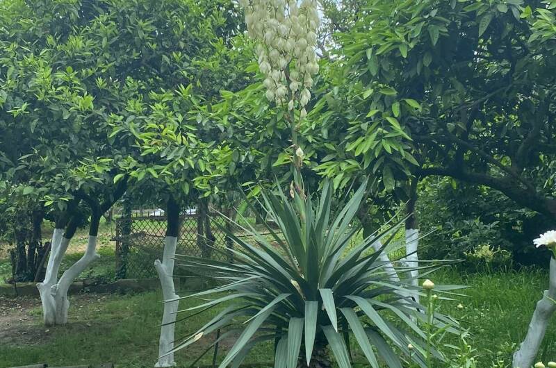 Изображение Изображение гостиницы &quot;Гостевой дом «Лдзаа»&quot; #7 #5