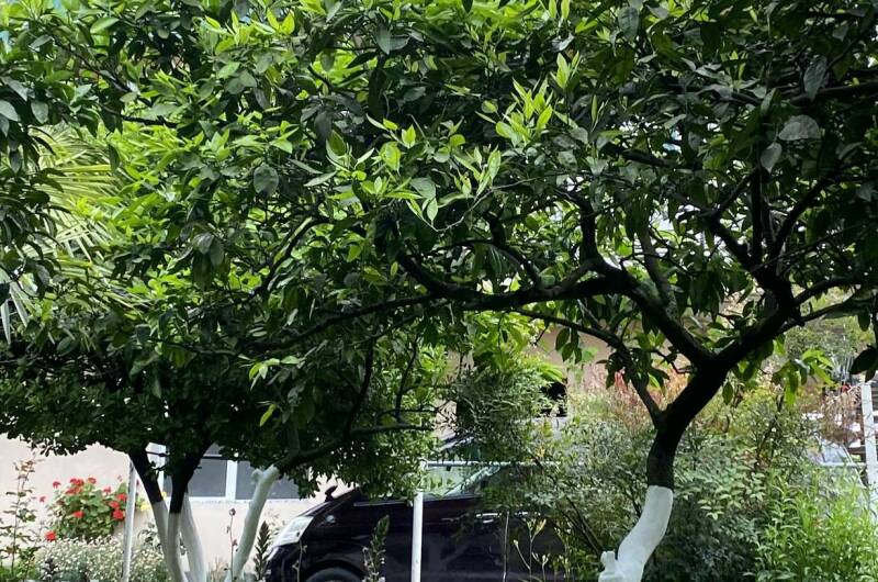 Изображение Изображение гостиницы &quot;Гостевой дом «Лдзаа»&quot; #9 #7