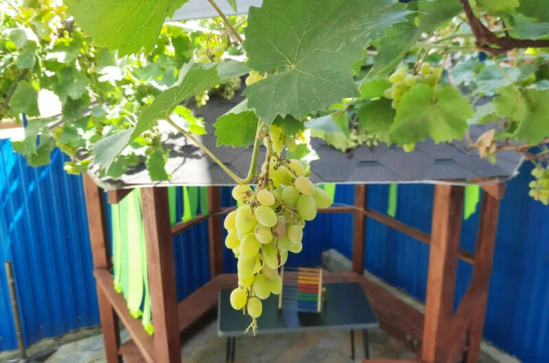 Изображение Изображение гостиницы &quot;Гостевой дом «Афалина»&quot; #3 #1